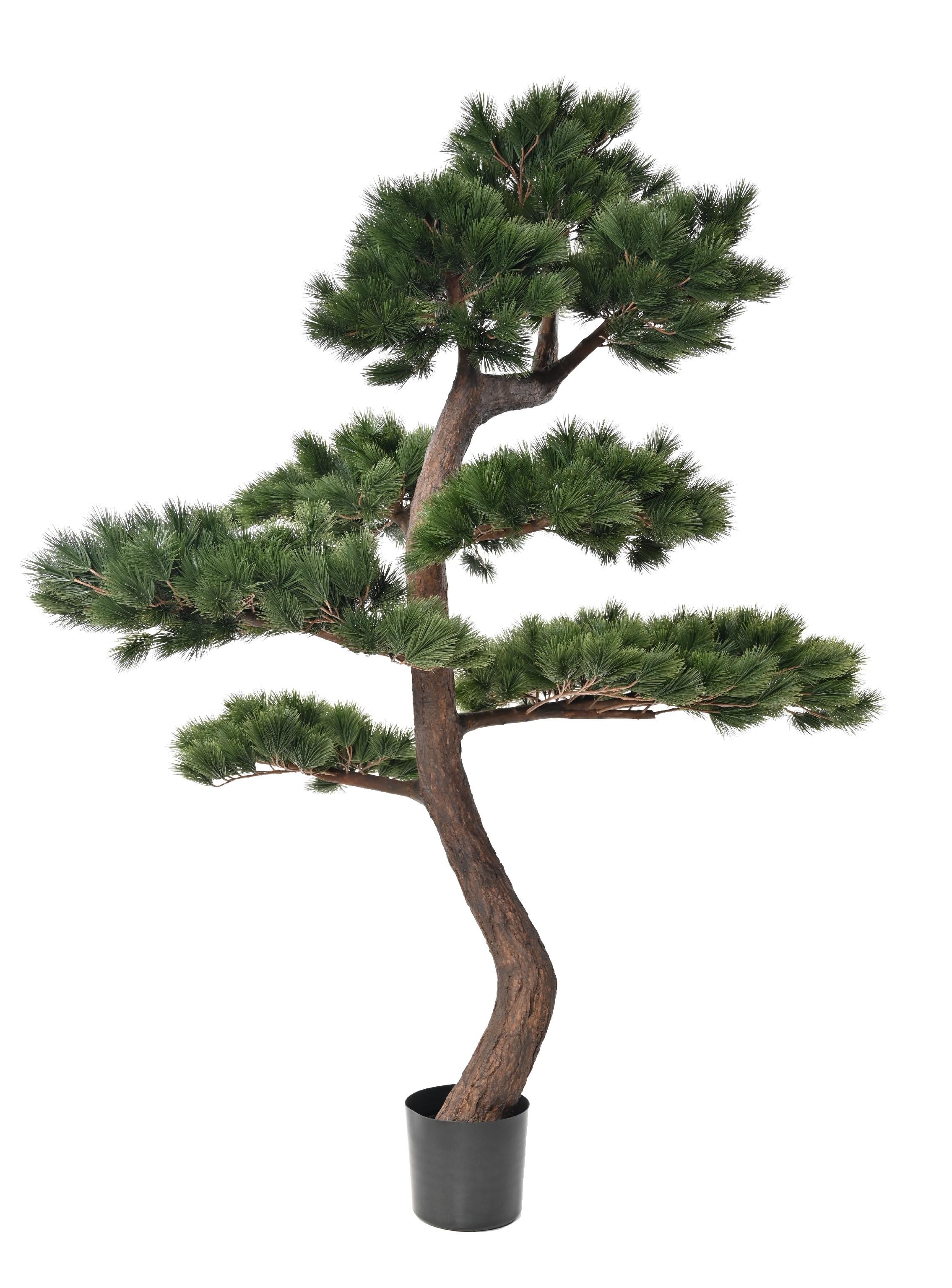 pine-scots-250 (2)