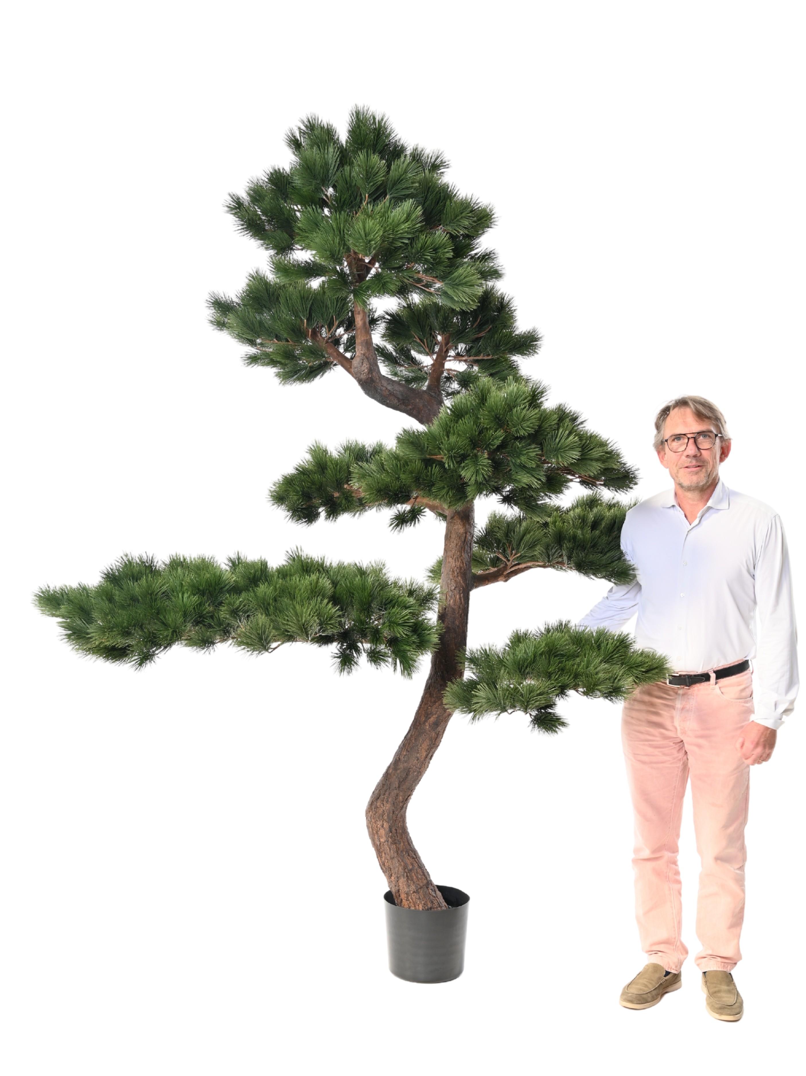 pine-scots-250 (3)