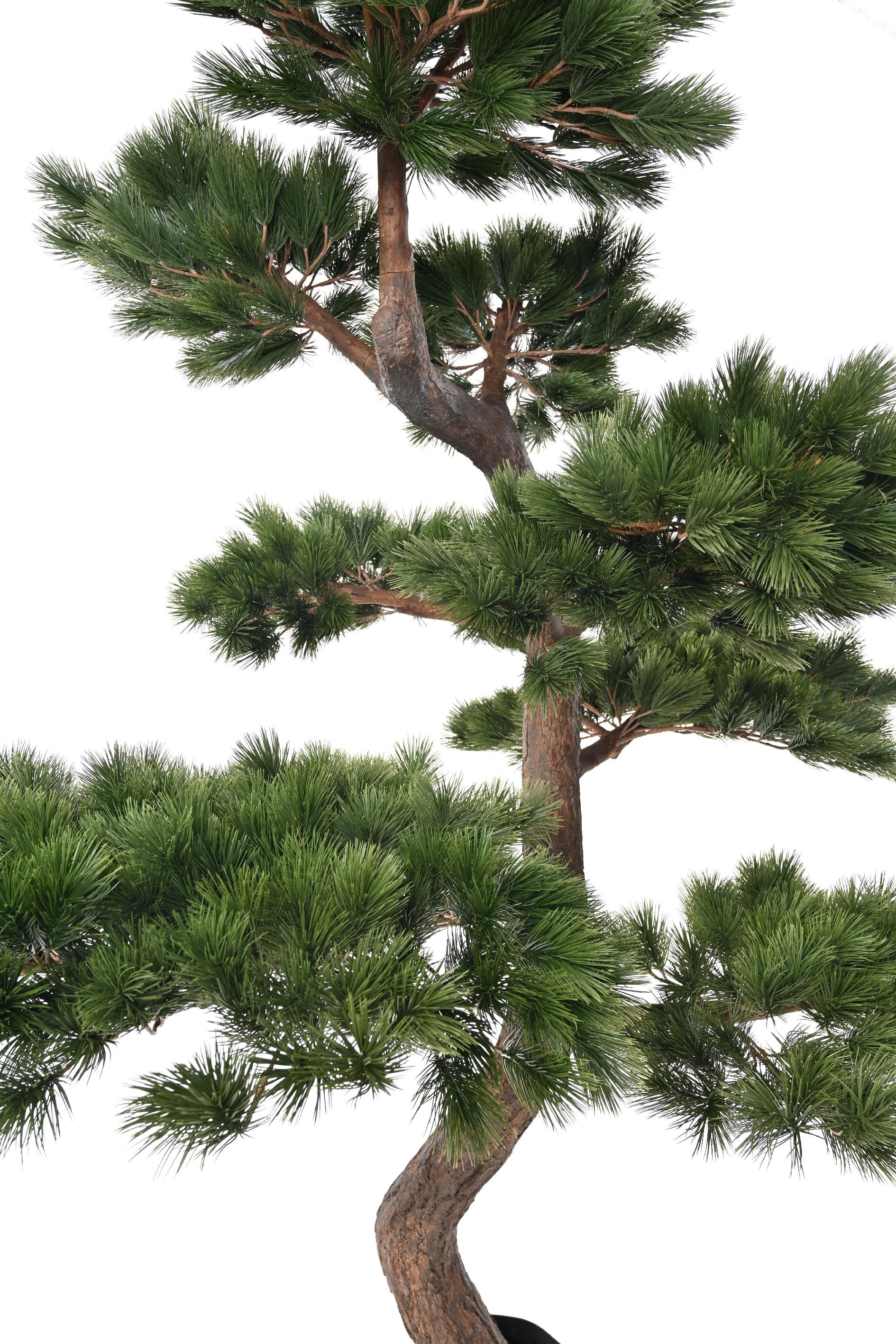 pine-scots-250 (4)