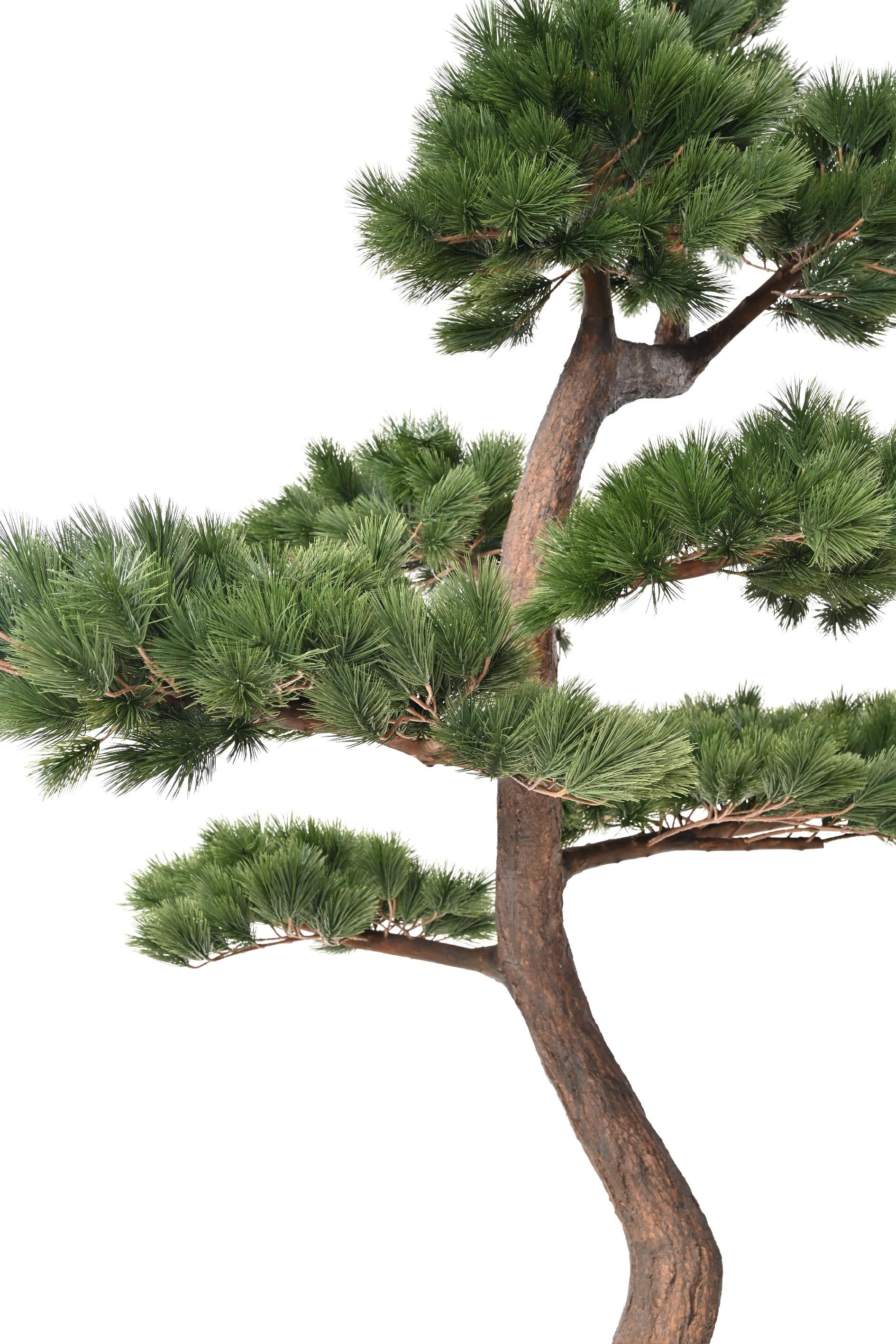 pine-scots-250 (5)